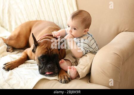 Bambino ragazzo piccolo con cane boxer su un divano a casa Foto Stock