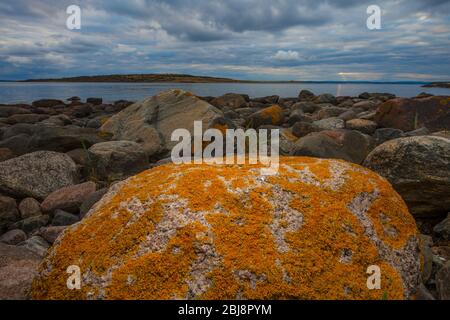 Bella lichena arancione su una roccia presso l'Oslofjord a Larkollen in Rygge, Østfold, Norvegia. Foto Stock