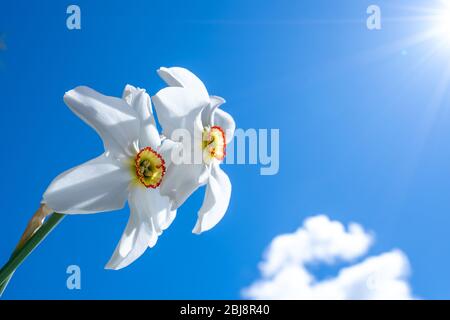 Un paio di fedodili Pheasants Eye si muovono in un vento molle contro un cielo blu. Foto Stock