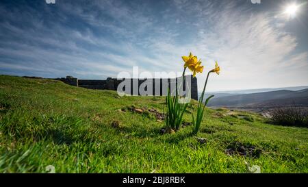 Un giallo daffodil basques in primavera estate sole sulle brughiere sopra la cima withens haworth Foto Stock