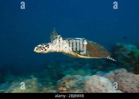 Hawksbill Turtle, Eretmochelys embricata, Nuova Irlanda, Papua Nuova Guinea Foto Stock