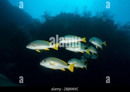 Shoal of Celebes Sweetlips, Plectorhinchus chrynotaenia, New Ireland, Papua Nuova Guinea Foto Stock