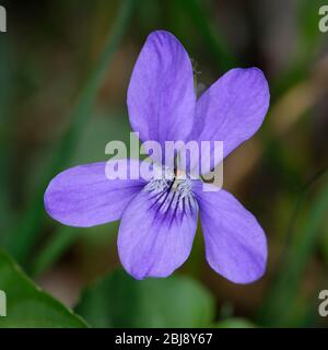 Comune Dog-violetto - Viola riviniana Closeup di fiore Foto Stock