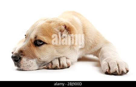 Cucciolo del Pastore dell'Asia centrale adagiato sul pavimento Foto Stock