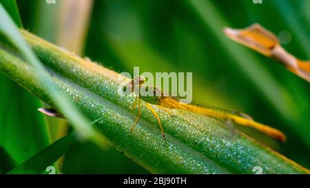 Giallo arancione nero Dragonfly Flying india Foto Stock