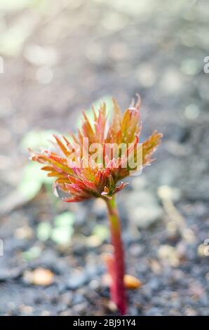 I germogli di peonia all'inizio della primavera. Foglie rosse, illuminate dal sole. Messa a fuoco selettiva morbida Foto Stock