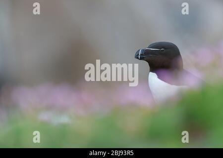 Un ritratto di Razorbill tra una bella bokeh Foto Stock