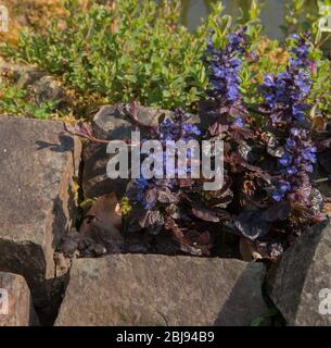 Primavera fioritura Perennial Blue Common Bugle Herb Plant (Ajuga reptans) crescere da uno Stagno in un Country Cottage giardino in Devon Rurale, Inghilterra, Regno Unito Foto Stock