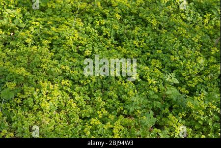 Fioritura primaverile Woodland Moscatel Plant (Adoxa moscatellina) che si diffonde sul pavimento di una foresta in Devon Rurale, Inghilterra, Regno Unito Foto Stock