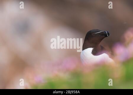 Un ritratto di Razorbill tra una bella bokeh Foto Stock