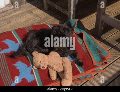 Cane Schnoodle Nero (Poodle miniatura e Croce Schnauzer miniatura) che giace sul suo letto con un orso Teddy in un giardino in Devon Rurale, Inghilterra, Regno Unito Foto Stock