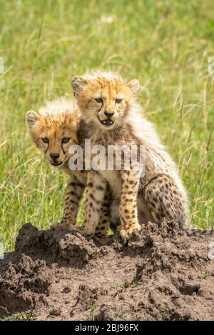 Due cuccioli di ghepardo seduti sul tumulo di termite Foto Stock