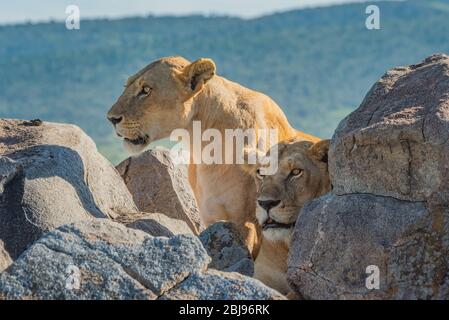 Due leonesse si trovano e si siedono su kopje Foto Stock