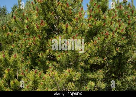 Verde di un albero di pino di montagna di conifere Evergreen (Pinus mugo 'Ophir') che cresce in un giardino di Cottage di campagna nel Devon Rurale, Inghilterra, Regno Unito Foto Stock