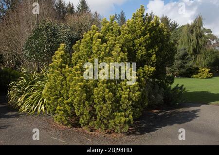 Verde di un albero di pino di montagna di conifere Evergreen (Pinus mugo 'Ophir') che cresce in un giardino di Cottage di campagna nel Devon Rurale, Inghilterra, Regno Unito Foto Stock