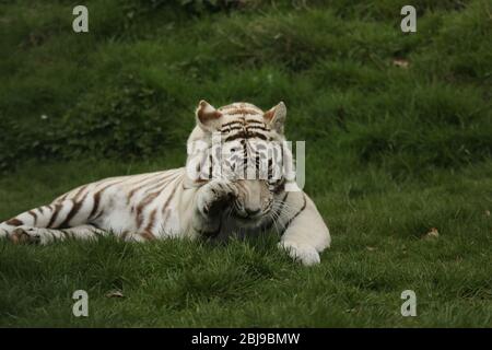 Maestosa e potente tigre bianca prigioniera giace nell'erba Foto Stock