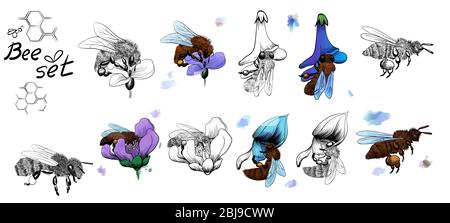 Elementi di api e fiori di miele, disegno retrò di stile di incisione, tono colorato. Illustrazione di api vettoriali isolato su bianco Illustrazione Vettoriale