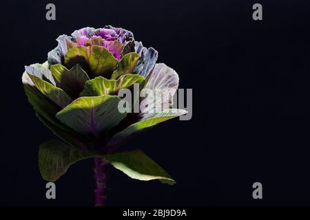 Foto ravvicinata di cavolo o cavolo decorativo multicolore su sfondo nero Foto Stock