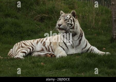 Maestosa e potente tigre bianca prigioniera giace nell'erba Foto Stock