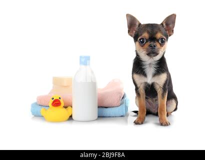 Puppy Chihuahua, asciugamani e shampoo bottiglia isolato su bianco Foto Stock