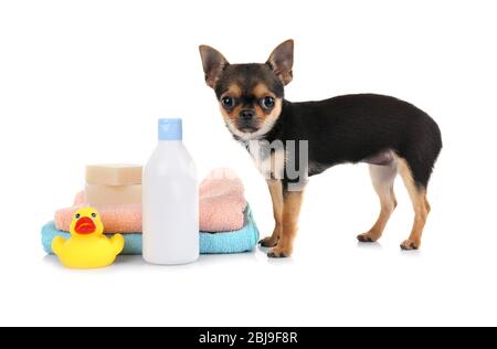 Puppy Chihuahua, asciugamani e shampoo bottiglia isolato su bianco Foto Stock