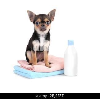 Puppy Chihuahua, asciugamani e shampoo bottiglia isolato su bianco Foto Stock