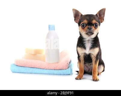 Puppy Chihuahua, asciugamani e shampoo bottiglia isolato su bianco Foto Stock