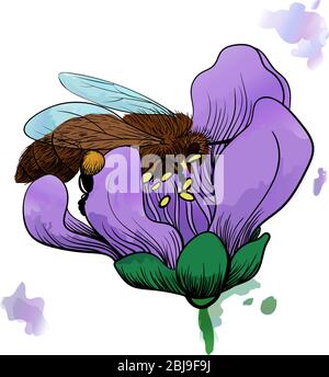 ape in un fiore viola raccoglie miele. nero contorno illustrazione con effetto acquerello su uno sfondo bianco Illustrazione Vettoriale
