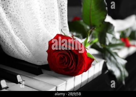 Red Rose su tasti di pianoforte Foto Stock