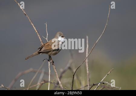 Whitethroat comune Foto Stock