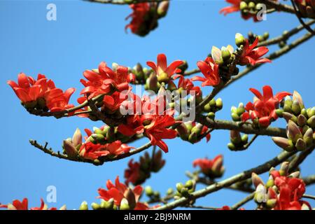 Foto di scorta - Fiori di cotone di seta, localmente conosciuto come Shimul. Il fiore fiorisce durante la primavera in Bangladesh. Foto Stock