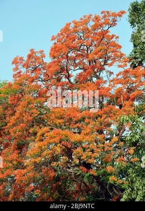 Foto d'inventario - Royal Poinciana Tree in Bloom Dhaka, Bangladesh, 7 maggio 2017. Foto Stock