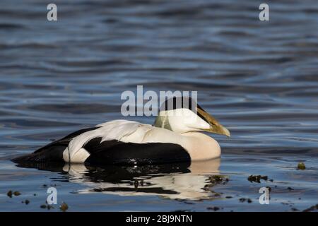 Anatra Eider comune (maschio) Foto Stock