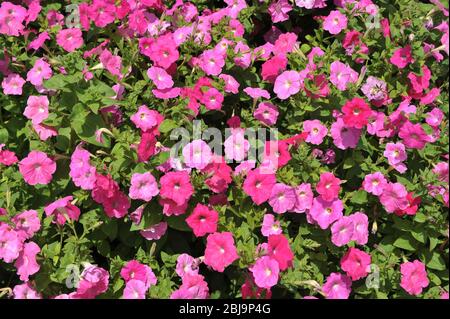 Aubretia Aubrieta viola rosa viola e rosso pianta ornamentale perenne piccola - Stock Foto. Foto Stock