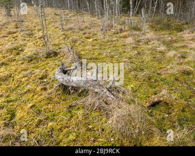 immagine con trama a palude, frammenti di piante di palude, adatta per lo sfondo Foto Stock