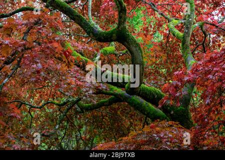 Moss rami coperti e belle foglie Acer in colori autunnali prima che cadano a terra Foto Stock