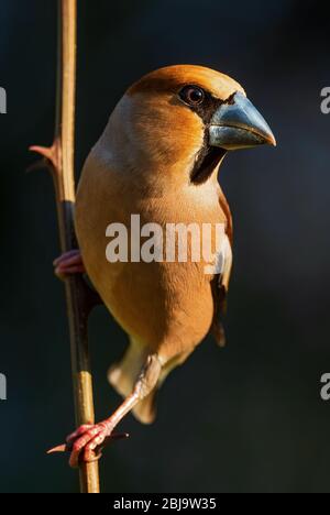 Hawfinch - cocothraustes coccothraustes, uccello appollaiato colorato bello dalle foreste del mondo vecchio, Zlin, Repubblica Ceca. Foto Stock