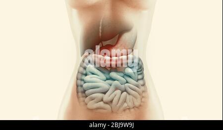 Anatomia del sistema digestivo umano con intestino evidenziato, rappresentazione 3D Foto Stock