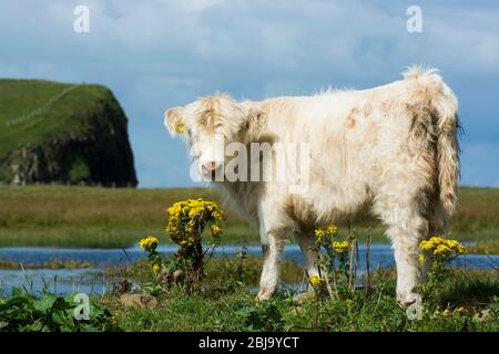 La razza bovina delle Highland scozzesi Foto Stock