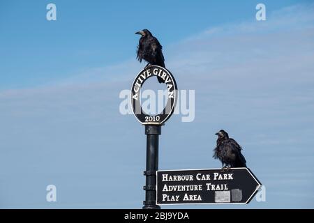 comico vista di corvi su girvan signpost Foto Stock