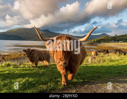 La razza bovina delle Highland scozzesi Foto Stock