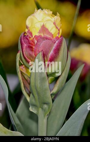 Tulipano gelato Banana Foto Stock