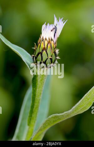 Centaurea montana "Cuore viola Fiordaliso" Foto Stock