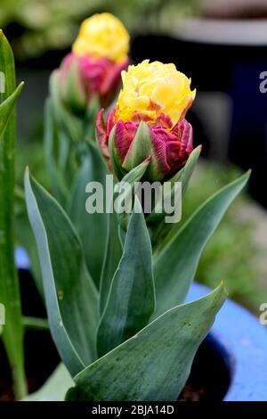 Tulipano gelato Banana Foto Stock