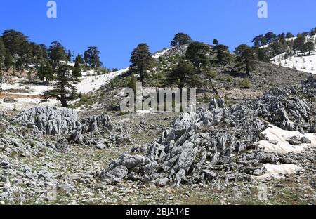 Alberi di cedro tra pietre in montagna su sfondo blu cielo. Likya Yolu modo turistico in Turchia. Foto Stock