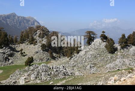 valle rocciosa con cedro su pietre. Likya Yolu percorso turistico in Turchia Foto Stock