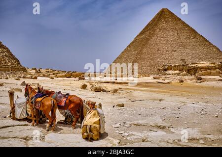 Cavalli e cammelli alla Grande Piramide di Giza (Piramide di Khufu o Piramide di Cheope), l'altopiano di Giza al Cairo, Egitto Foto Stock