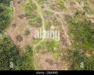 Aerial view oil palm trees is clear for other plantation. Foto Stock