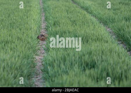 Coniglio piccolo su erba verde in estate giorno nascondere e cercare Foto Stock