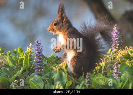 Scoiattolo rosso europeo, scoiattolo rosso eurasiatico (Sciurus vulgaris), foraging tra fiori di bugle, Svizzera, Sankt Gallen Foto Stock